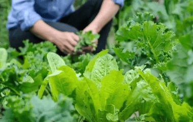 Що можна посадити на городі в липні: збираємо другий урожай за сезон