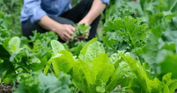 Що можна посадити на городі в липні: збираємо другий урожай за сезон