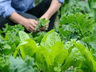 Що можна посадити на городі в липні: збираємо другий урожай за сезон