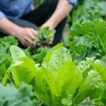 Що можна посадити на городі в липні: збираємо другий урожай за сезон