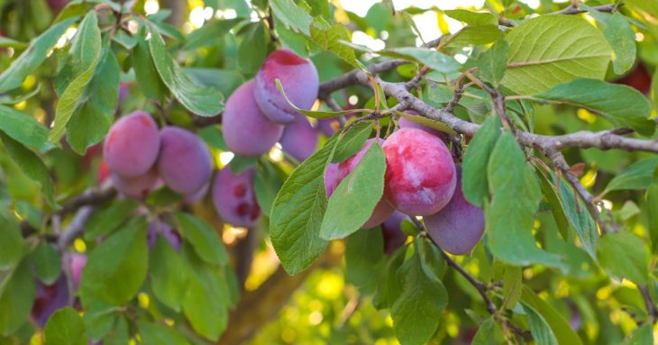Які фруктові дерева посадити на маленькому подвір’ї: 9 найкращих варіантів