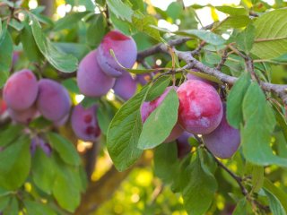 Які фруктові дерева посадити на маленькому подвір’ї: 9 найкращих варіантів