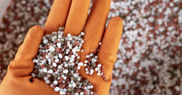 Триходерму можна знайти в лісі: розповідаємо, як її збирати та використовувати