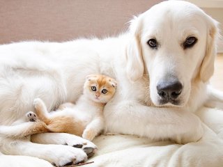 Собака и кот стали родителями для маленьких бабуинов (ВИДЕО)