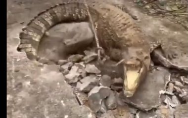 В туристическом районе Бали из-под асфальта вылезли крокодилы