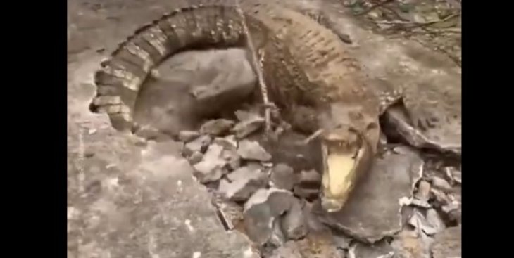 В туристическом районе Бали из-под асфальта вылезли крокодилы