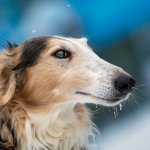 Собака устроила дружелюбную «охоту» за котом (ВИДЕО)