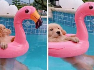 Золотистый ретривер в бассейне заставил всех ему завидовать (ФОТО)