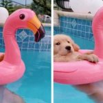 Золотистый ретривер в бассейне заставил всех ему завидовать (ФОТО)