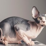 Сети насмешили коты-сфинксы, жадно поедающие огурцы (ВИДЕО)