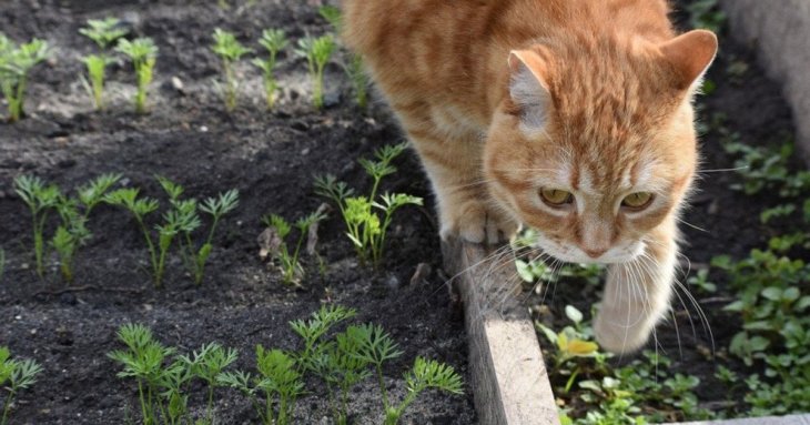 Як віднадити чужих котів від вашої ділянки: методи без шкоди для тварин