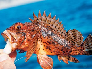 Эту рыбу есть нельзя: откажитесь от нее, пока не поздно