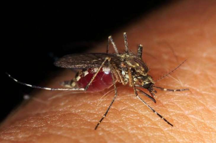 Вчені розробили найновіший підхід у боротьбі з малярією