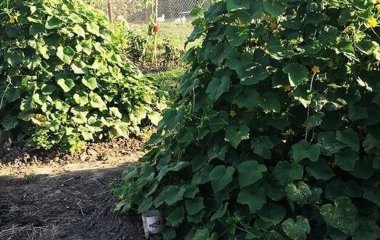 Як посадити огірки «ялинкою»: місця треба мало, а врожай — великий