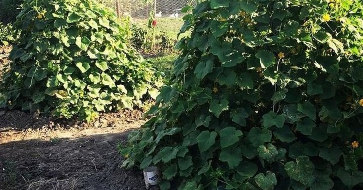 Як посадити огірки «ялинкою»: місця треба мало, а врожай — великий