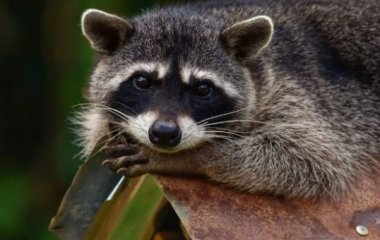 Голодный енот, чтобы достать еду из птичьей кормушки, продемонстрировал почти цирковые трюки
