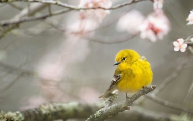 День ангела 8 березня: кого та як вітати з іменинами
