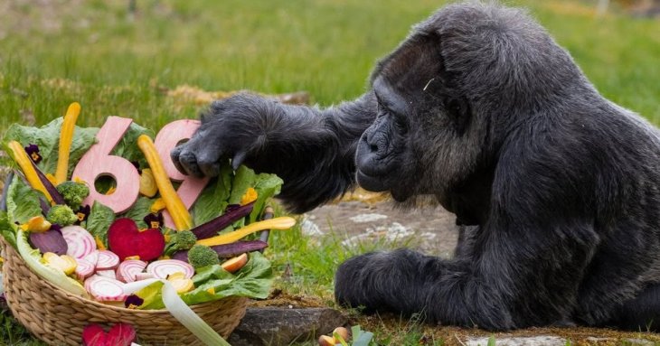 Найстаріша горила у світі Фату відзначила 69-річчя: що їй подарували