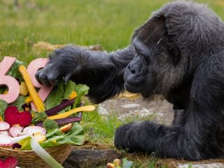 Найстаріша горила у світі Фату відзначила 69-річчя: що їй подарували