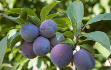 Дієтолог назвала найкорисніший фрукт для літніх людей
