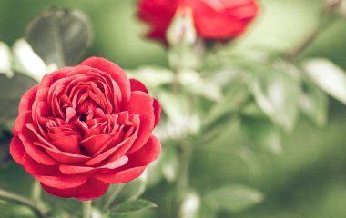 Одна хитрість наприкінці жовтня: як назавжди позбутися чорної плямистості на трояндах