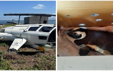 Пінгвіна звинуватили в авіатрощі: що сталося (фото)