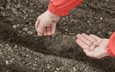 Посів моркви під зиму: секрети щедрого врожаю від досвідчених городників