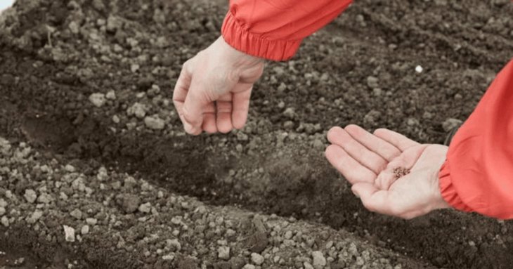 Посів моркви під зиму: секрети щедрого врожаю від досвідчених городників