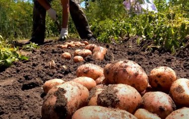 Коли копати картоплю 2024 року, щоб добре збереглася: найкращі дати за місячним календарем  