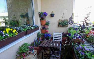 Переезд на балкон: какие комнатные растения можно выносить на улицу в теплое время года
