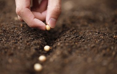 Чому не сходить насіння: три головні помилки городників на думку експерта