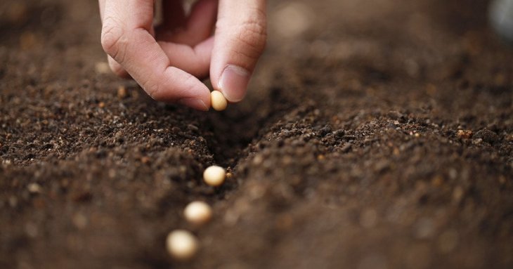 Чому не сходить насіння: три головні помилки городників на думку експерта