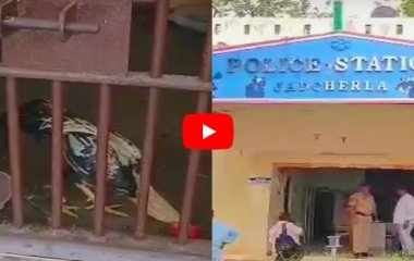 Полицейские посадили в камеру беспризорного петуха