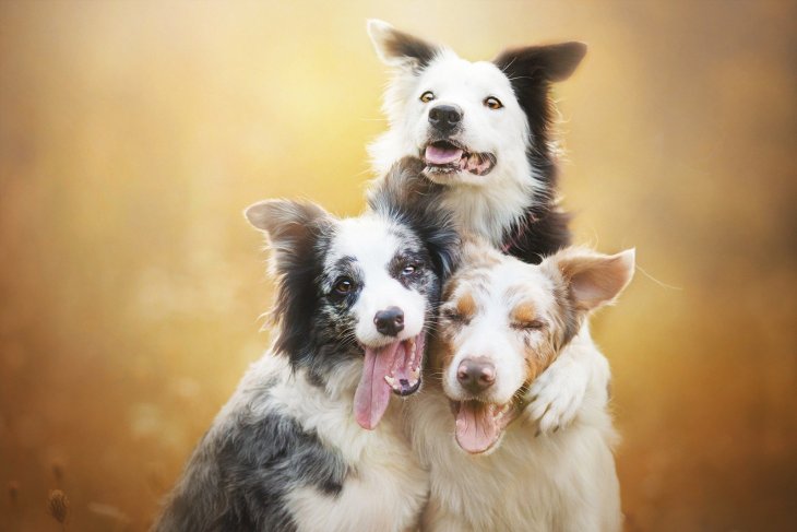 Новый хит: три собаки соединили усилия ради еды хозяина (ВИДЕО)