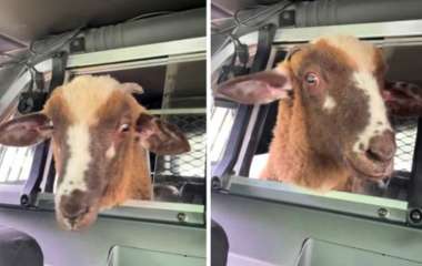Овца, сбежавшая с фермы, покаталась в полицейской машине (ФОТО)