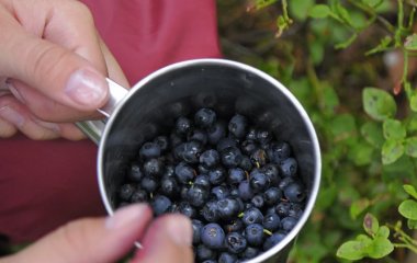 Диетолог рассказала, от каких болезней спасет черника