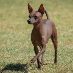 Собака позабавила энергичным танцем на стуле (ВИДЕО)