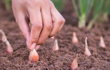 Как и когда сажать лук на зиму: правильное место и время гарантируют отличный урожай