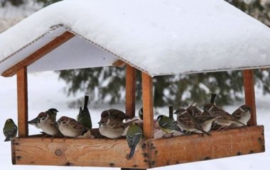 Як правильно підгодовувати птахів у зимові холоди