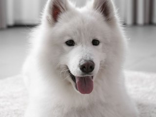 Новый хит: собака в восторге от самодельного фонтана (ВИДЕО)