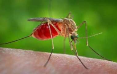 Ученые оценили возможность заражения коронавирусом от комаров