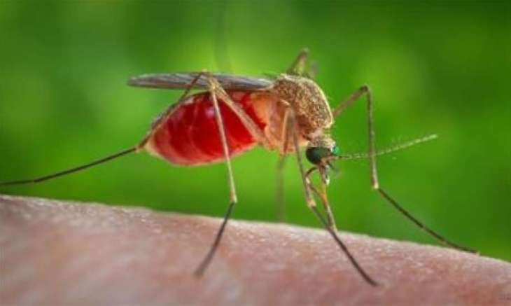 Ученые оценили возможность заражения коронавирусом от комаров