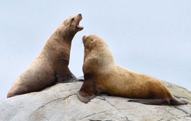 Сети «взорвали» два морских льва, захвативших лодку (ВИДЕО)