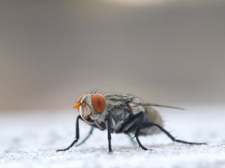 Мухи на кухні не зникають після прибирання: де шукати справжнє джерело проблеми