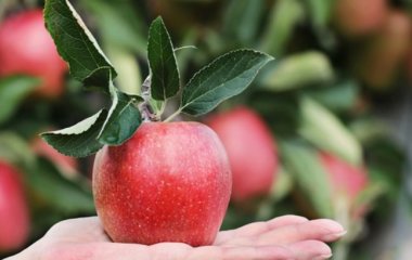 Названо шість найкращих продуктів для здоров'я кишечника