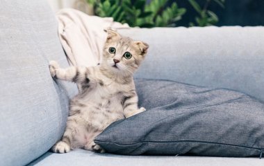 Сети насмешили коты, обожающие огурцы (ФОТО)