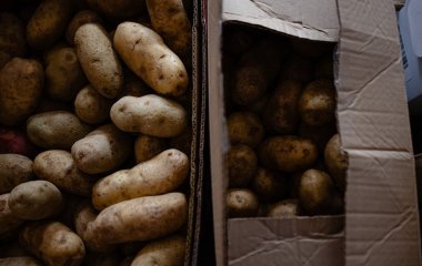 Небезпечно для здоров’я: яку картоплю не можна їсти