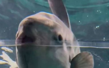 Найсамотніша риба у світі оголосила голодування і 
