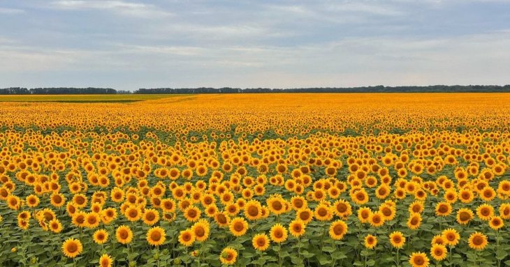 Свята у серпні 2026 року: повний перелік важливих дат в Україні та світі, чи будуть додаткові вихідні