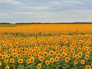 Свята у серпні 2026 року: повний перелік важливих дат в Україні та світі, чи будуть додаткові вихідні